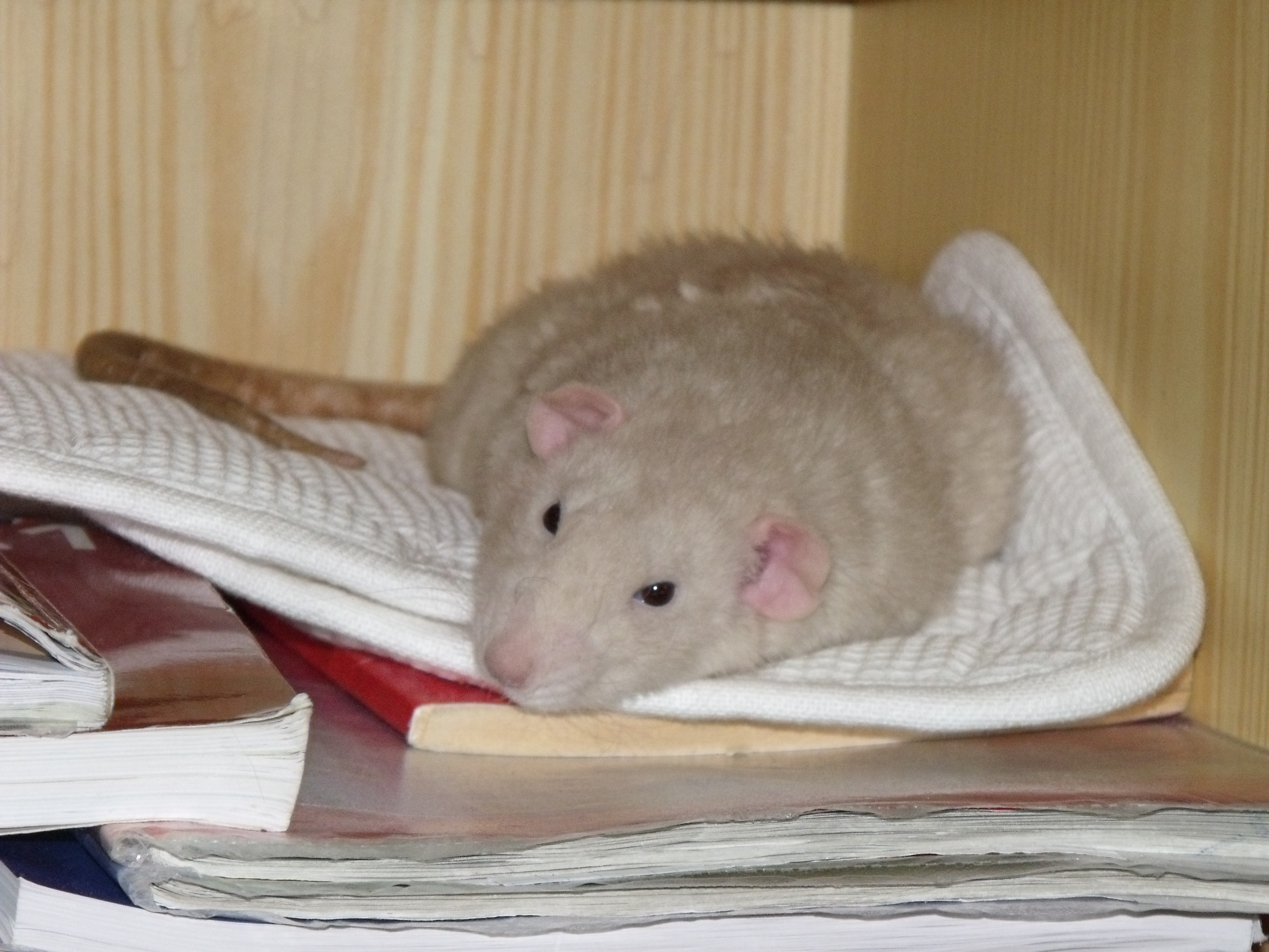DSCF0453.jpg