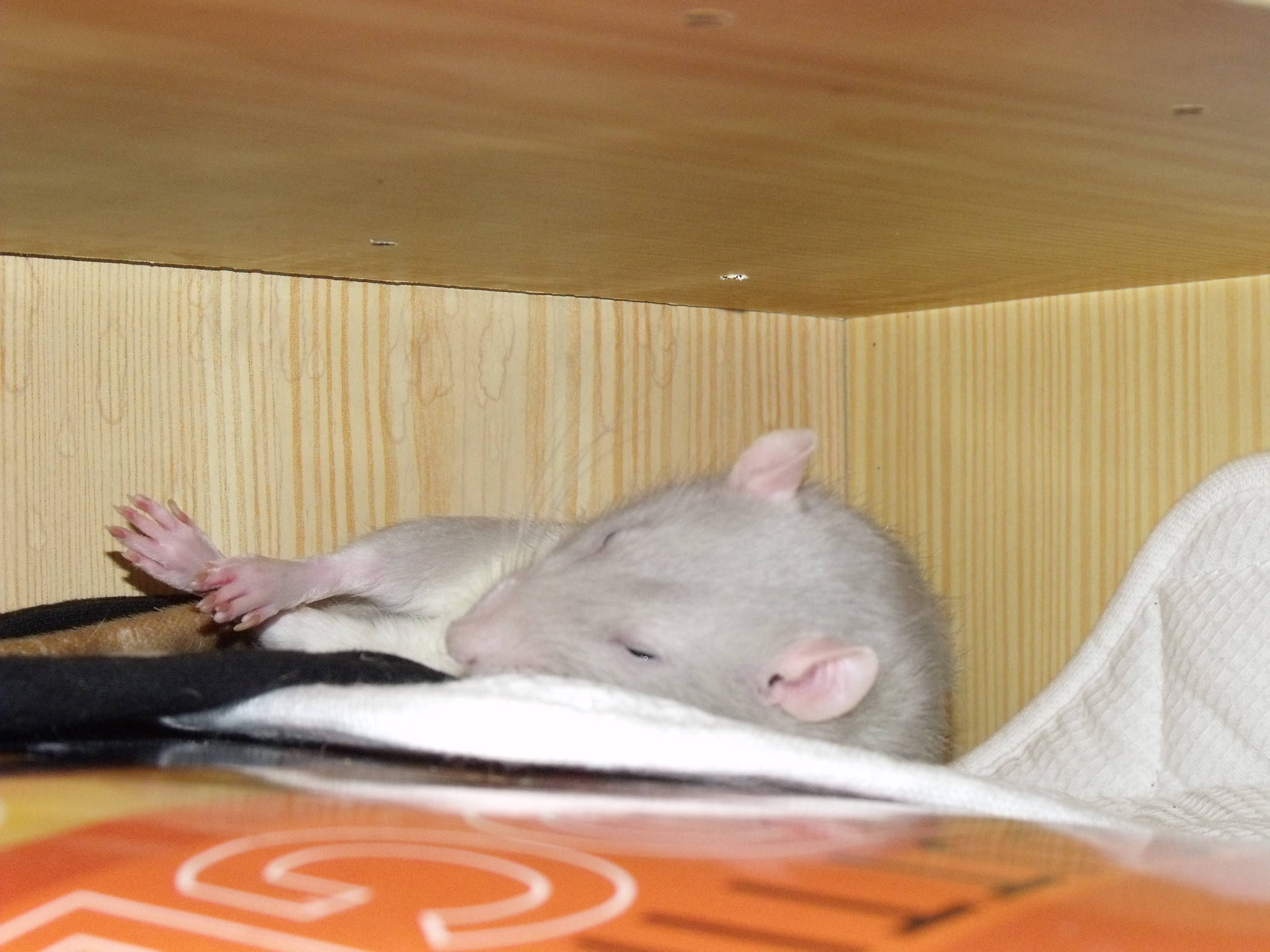 DSCF0465.jpg